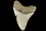 Fossil Megalodon Tooth - North Carolina #109668-2